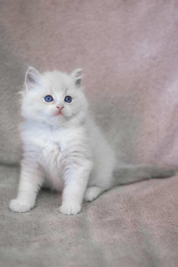 Lennox | Ragdoll Kitten