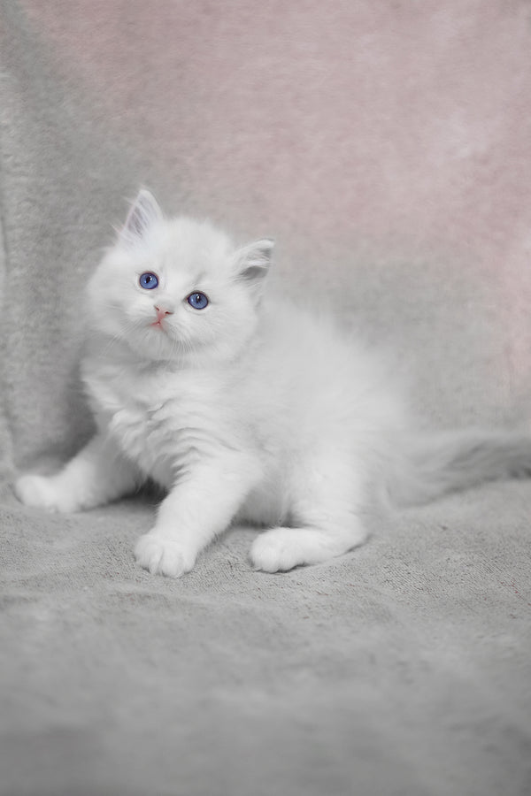 Lennox | Ragdoll Kitten