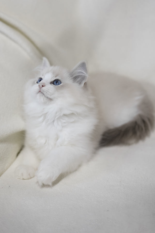 Lennox | Ragdoll Kitten