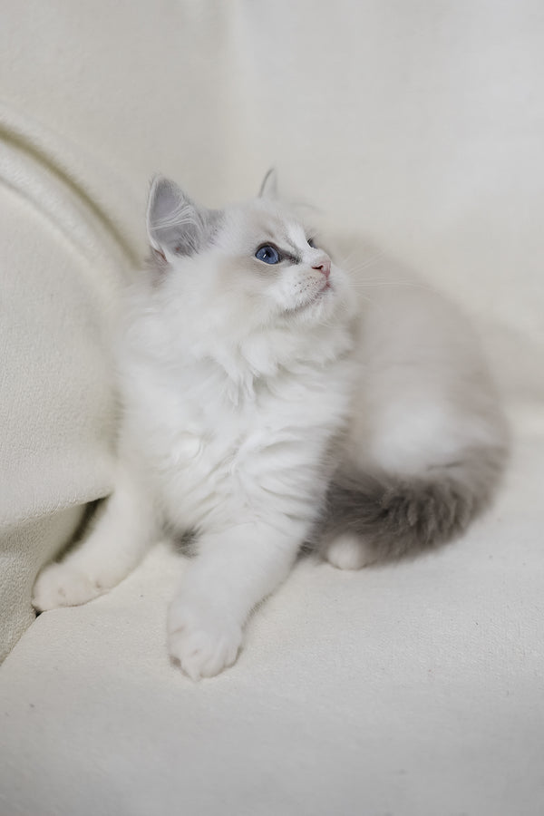 Lennox | Ragdoll Kitten