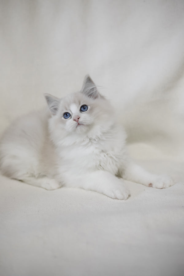 Lennox | Ragdoll Kitten
