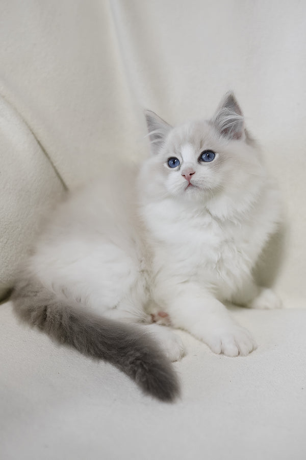 Lennox | Ragdoll Kitten