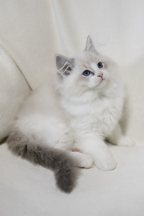 Lennox | Ragdoll Kitten