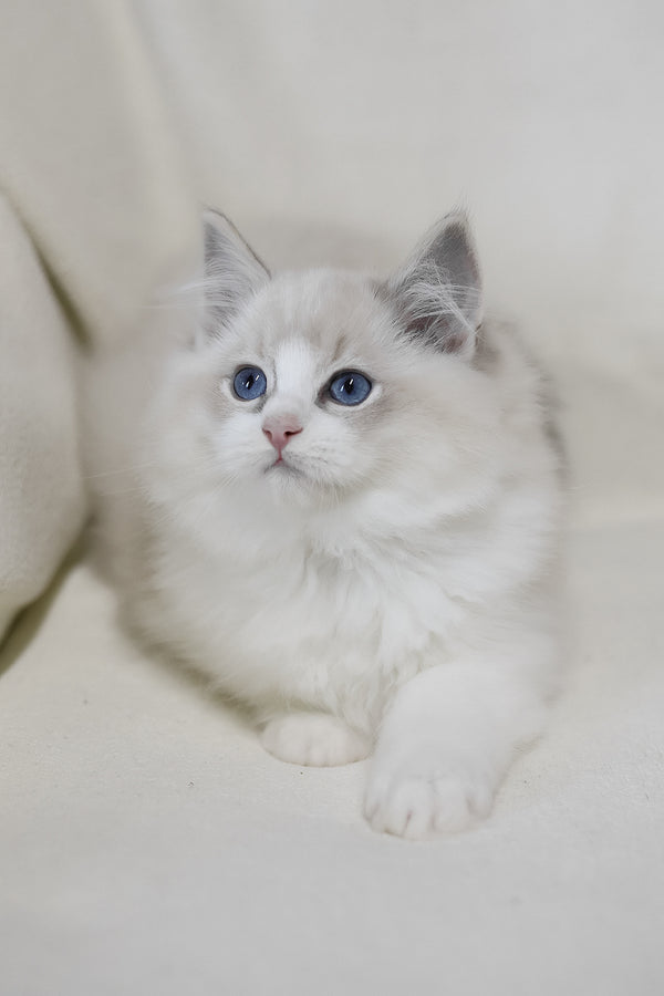 Lennox | Ragdoll Kitten