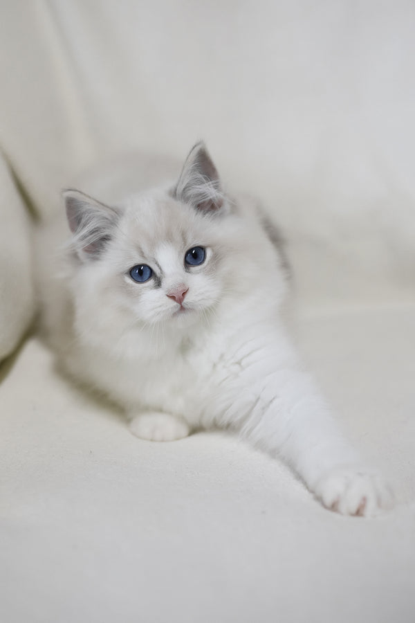 Lennox | Ragdoll Kitten
