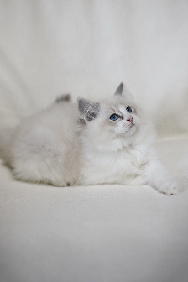 Lennox | Ragdoll Kitten