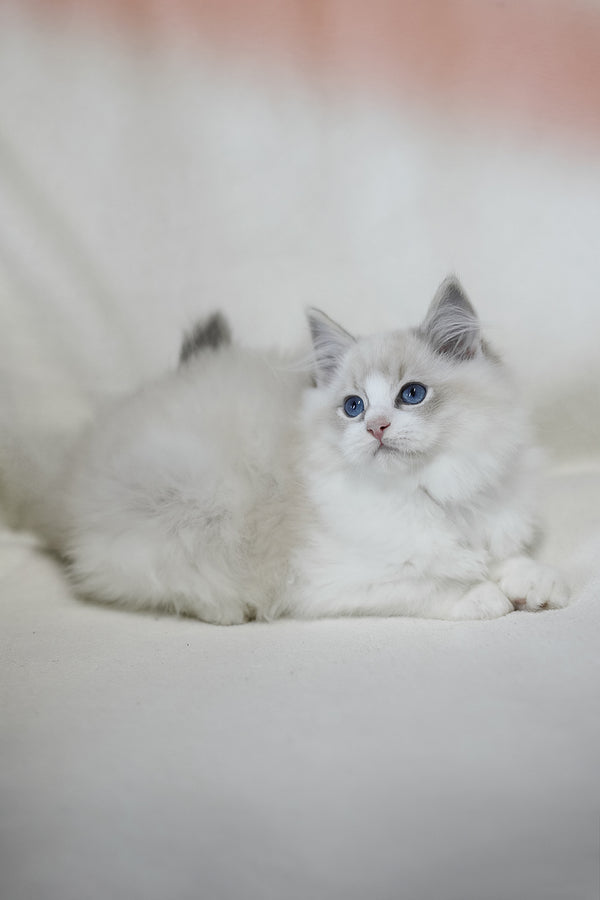 Lennox | Ragdoll Kitten