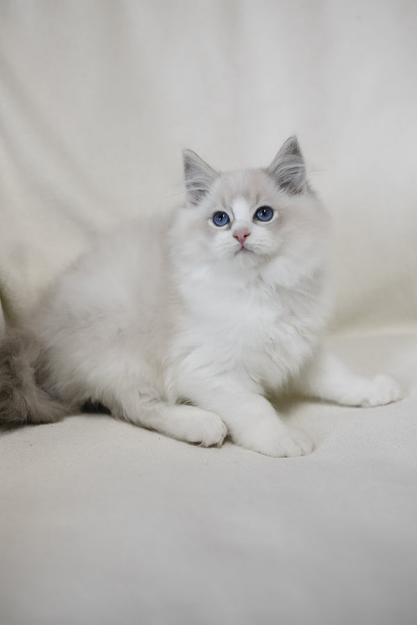 Lennox | Ragdoll Kitten