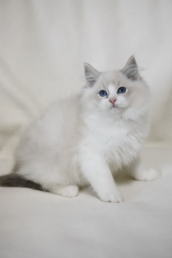 Lennox | Ragdoll Kitten
