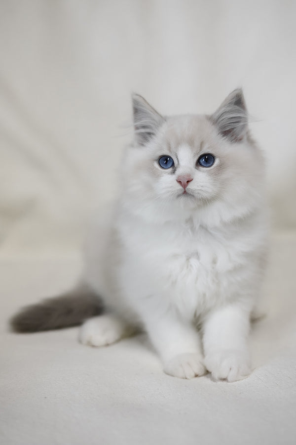 Lennox | Ragdoll Kitten