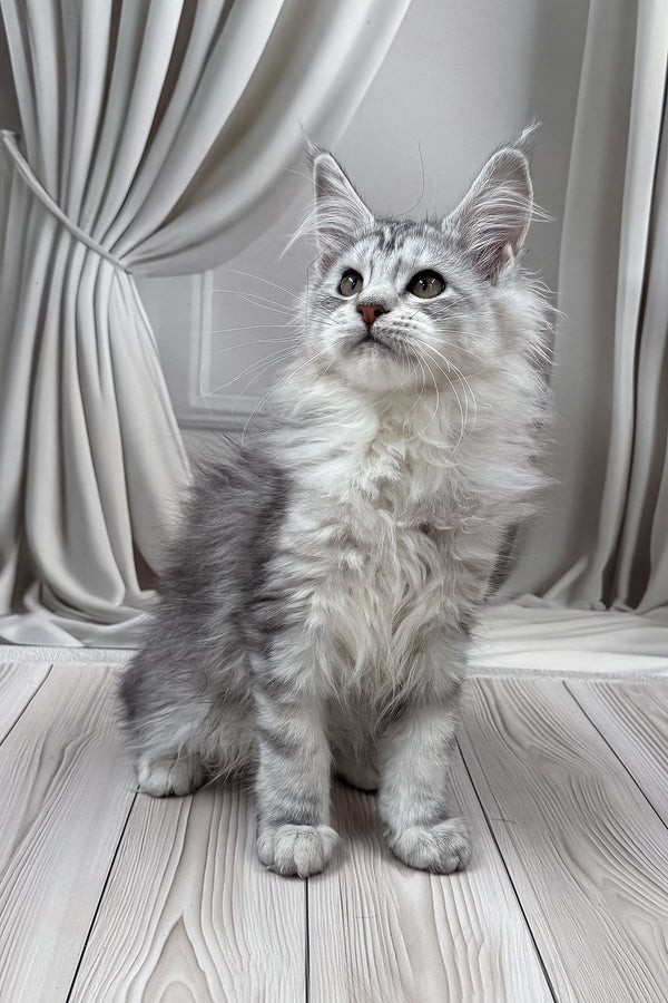 Lensy | Maine Coon Kitten