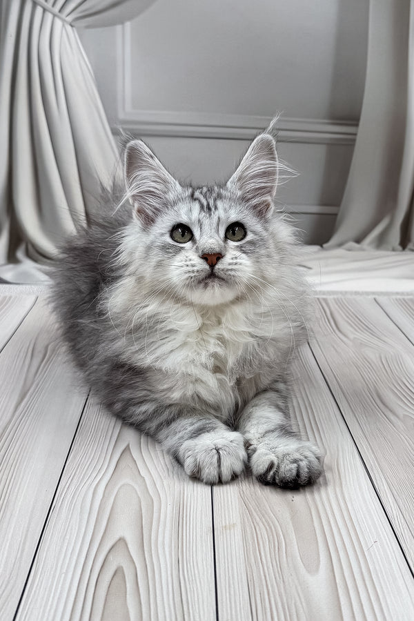 Lensy | Maine Coon Kitten