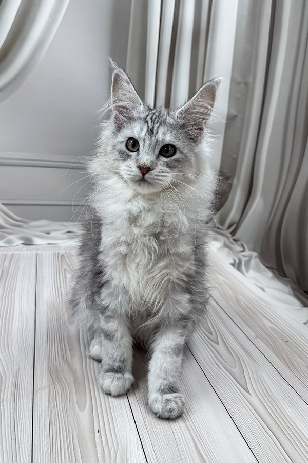 Lensy | Maine Coon Kitten
