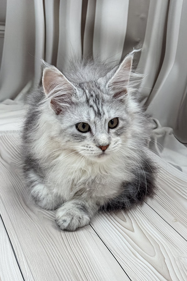 Lensy | Maine Coon Kitten