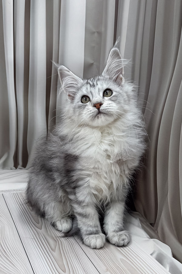 Lensy | Maine Coon Kitten