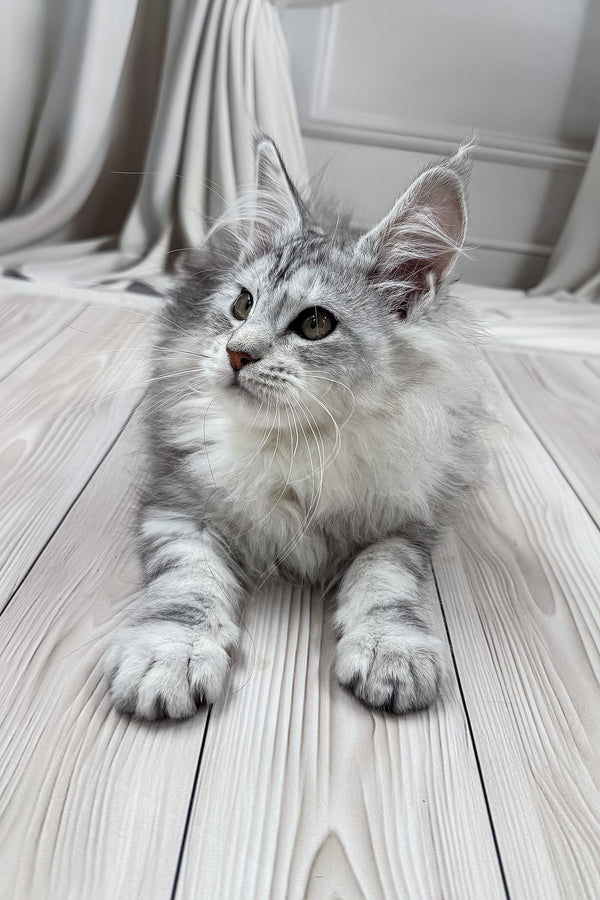 Lensy | Maine Coon Kitten