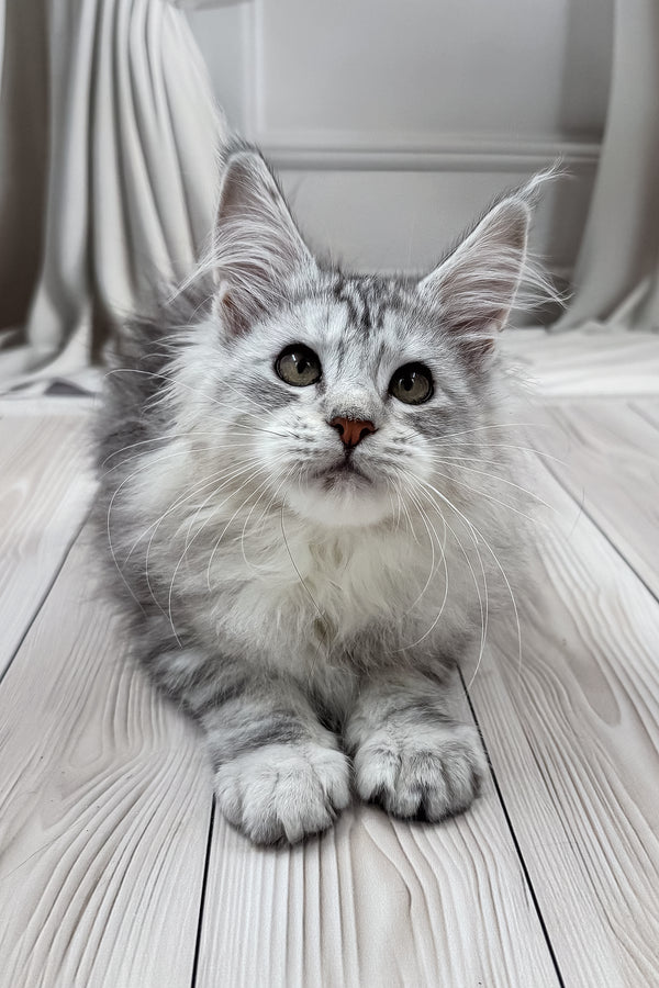 Lensy | Maine Coon Kitten