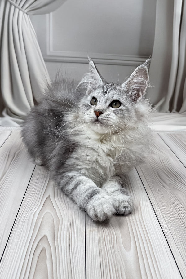 Lensy | Maine Coon Kitten