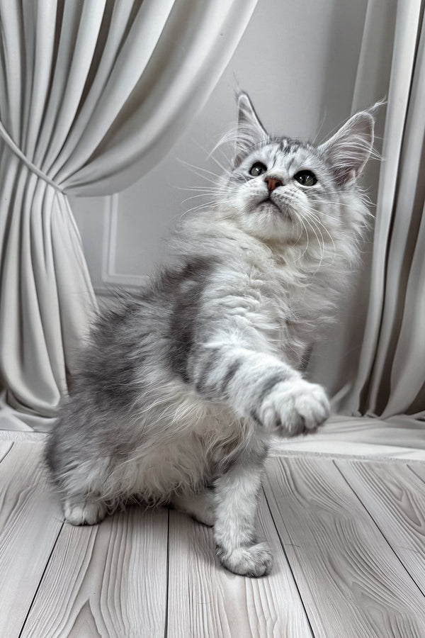 Lensy | Maine Coon Kitten