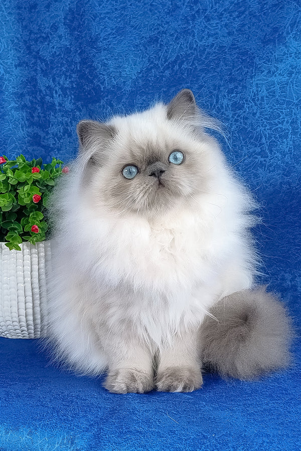 Leo | Persian Kitten