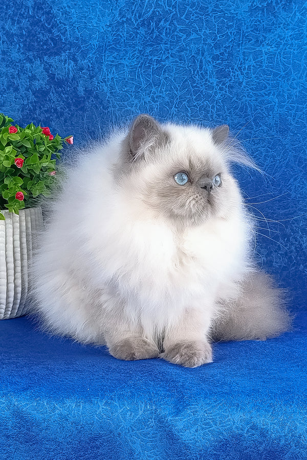 Leo | Persian Kitten