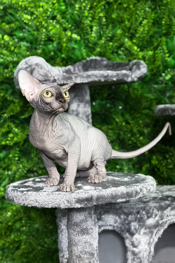Leo | Sphynx Kitten