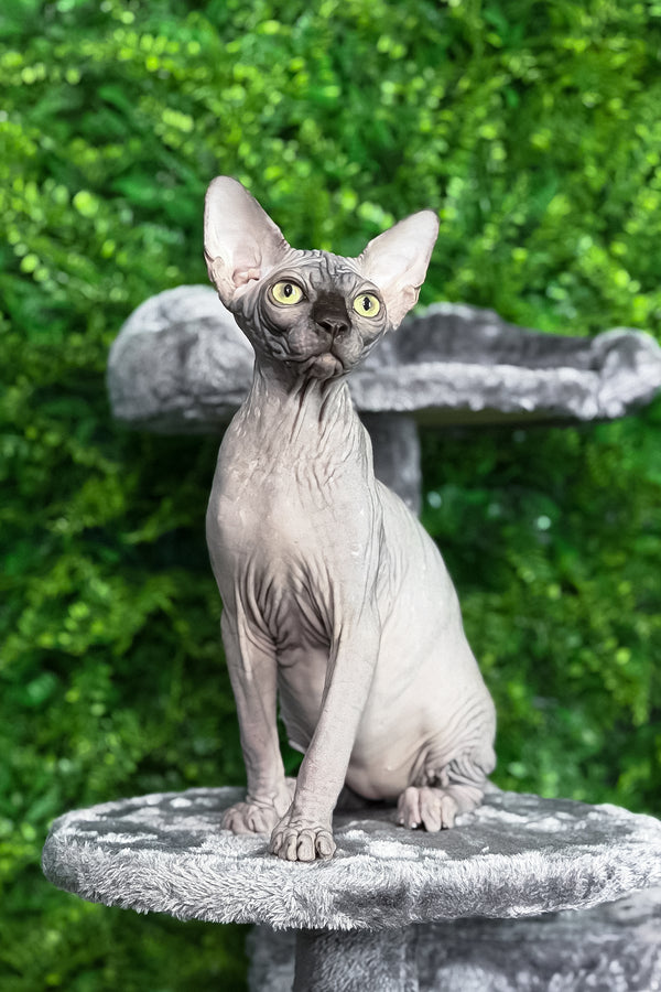 Leo | Sphynx Kitten