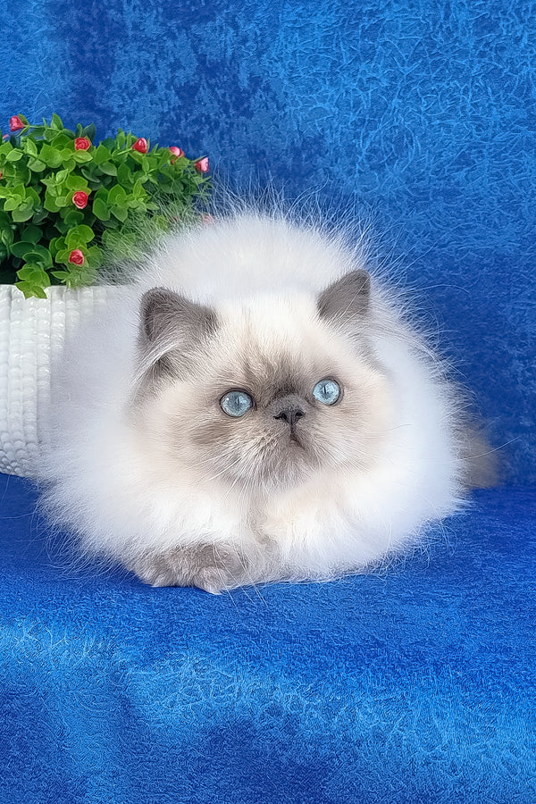 Leo | Persian Kitten
