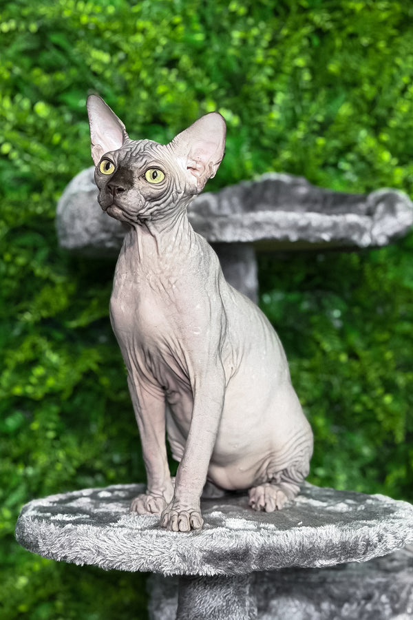 Leo | Sphynx Kitten