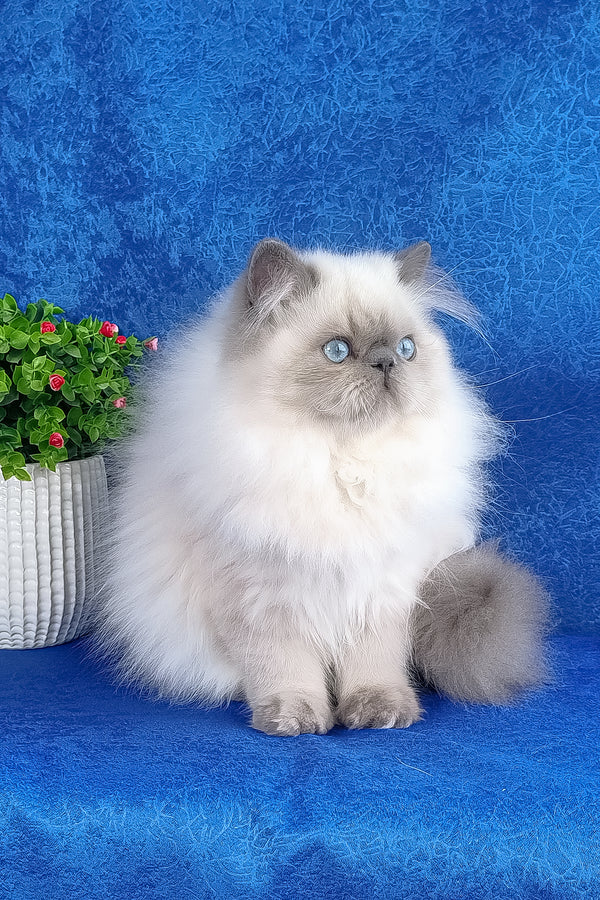 Leo | Persian Kitten