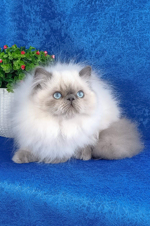 Leo | Persian Kitten
