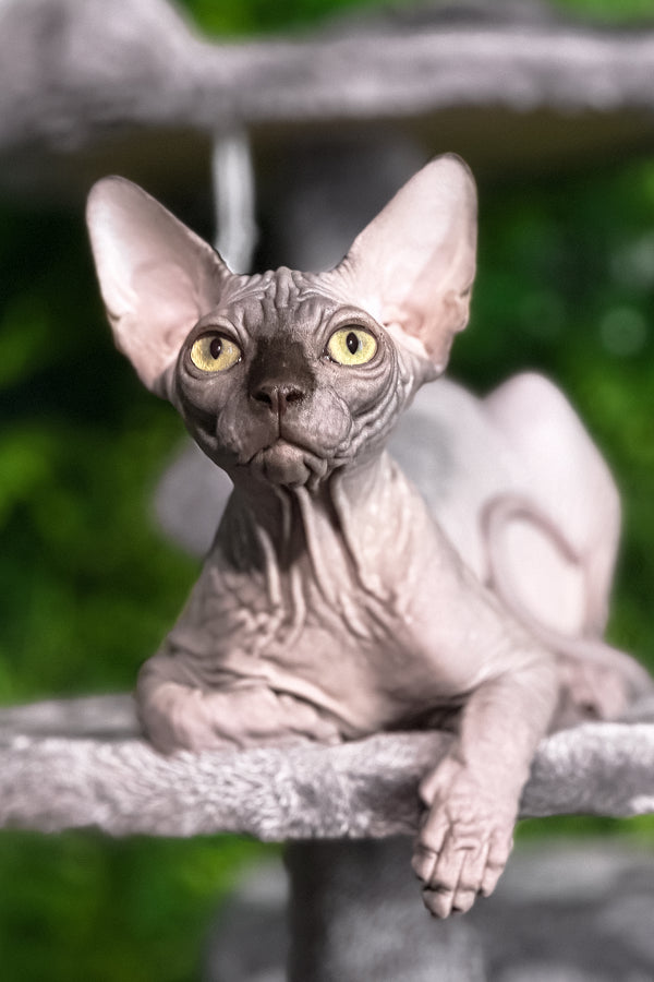 Leo | Sphynx Kitten