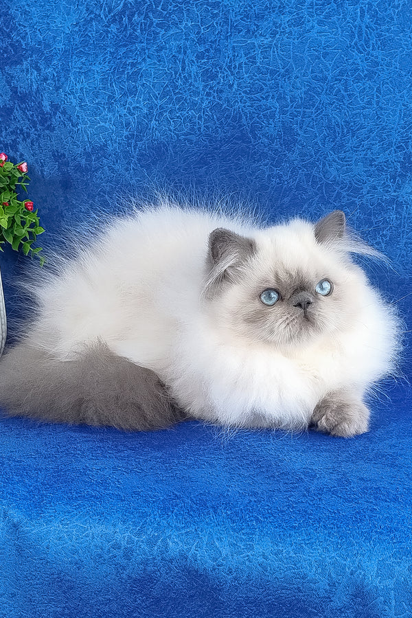 Leo | Persian Kitten