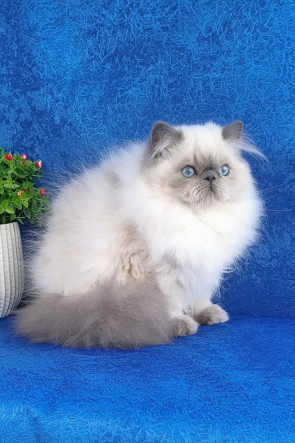 Leo | Persian Kitten