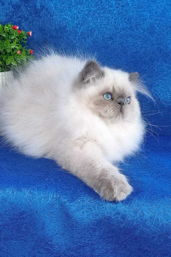 Leo | Persian Kitten
