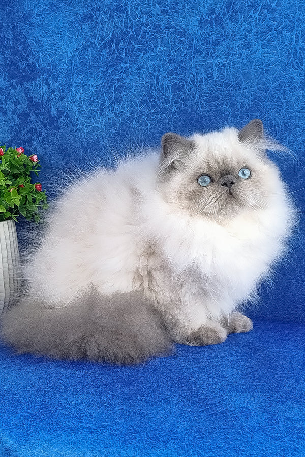 Leo | Persian Kitten