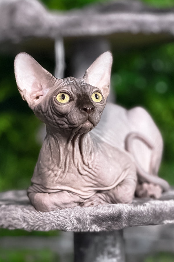 Leo | Sphynx Kitten
