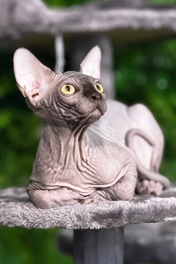 Leo | Sphynx Kitten
