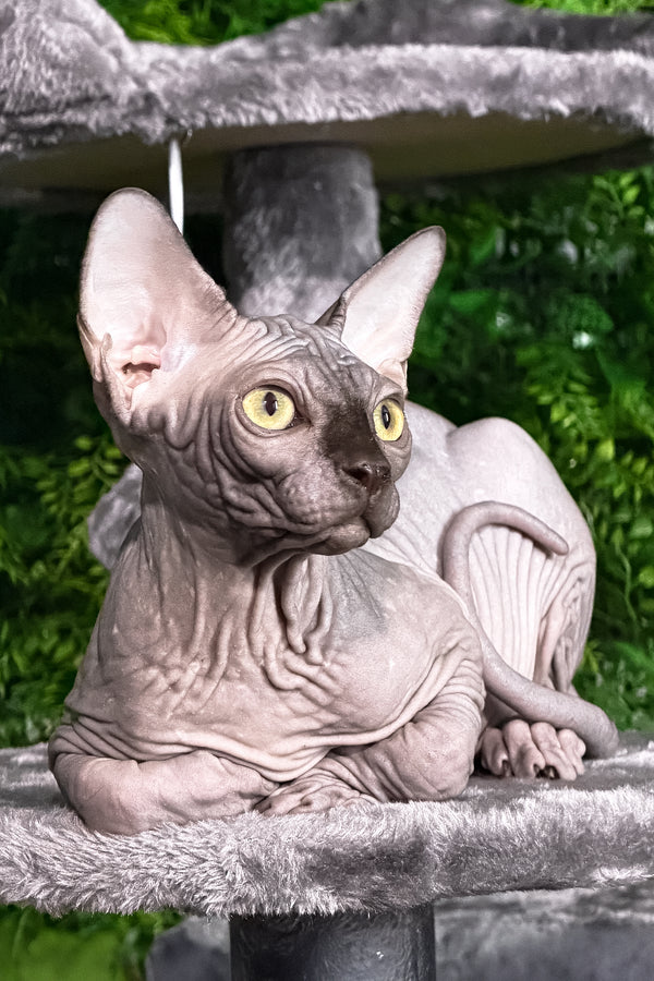 Leo | Sphynx Kitten