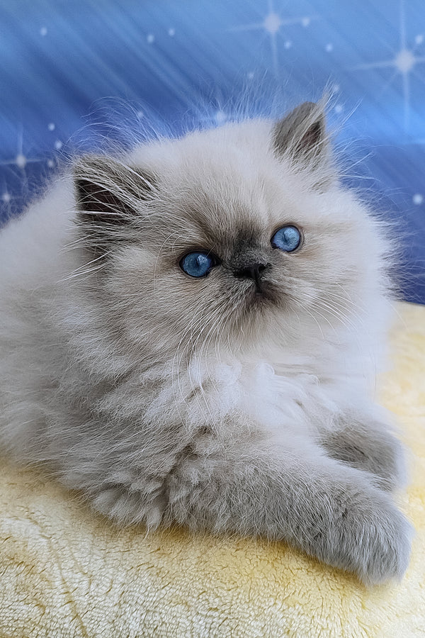 Leo | Persian Kitten