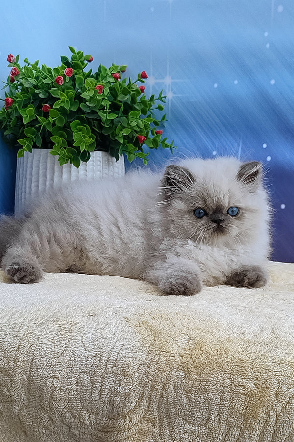 Leo | Persian Kitten