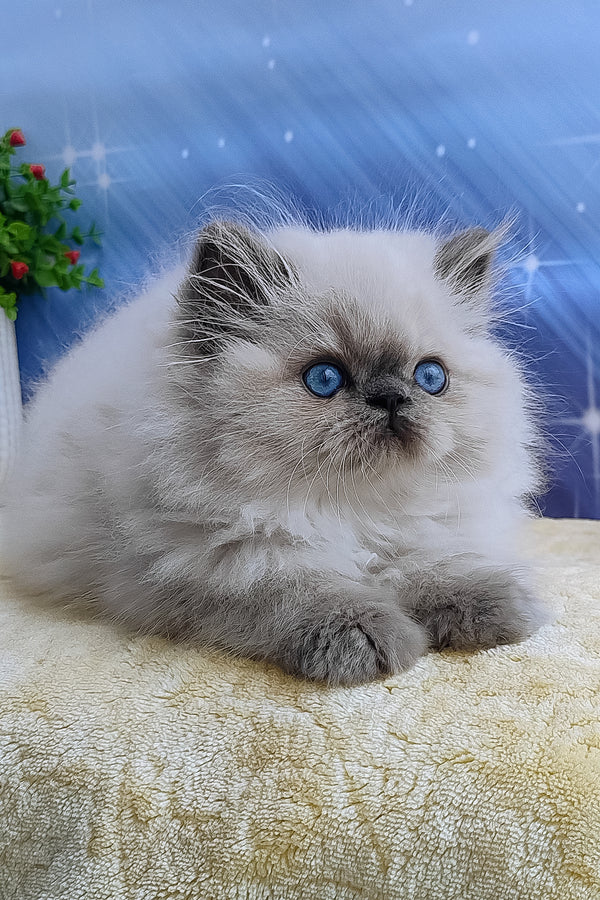 Leo | Persian Kitten
