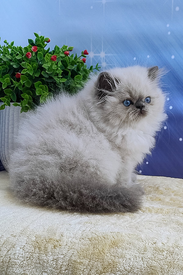 Leo | Persian Kitten
