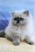 Leo | Persian Kitten