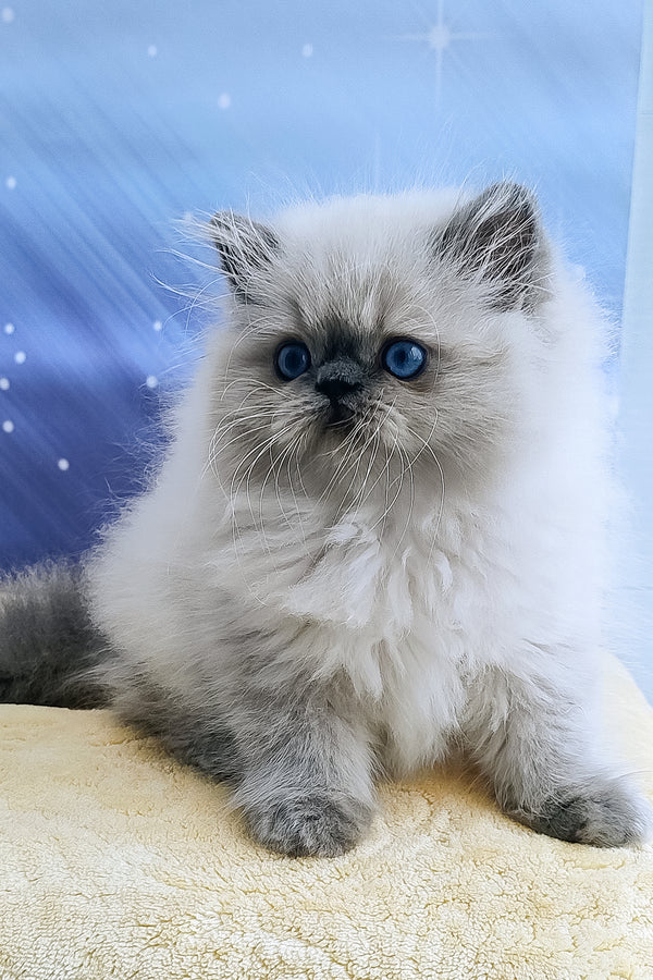 Leo | Persian Kitten