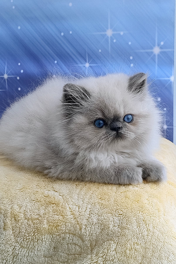 Leo | Persian Kitten