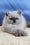 Leo | Persian Kitten