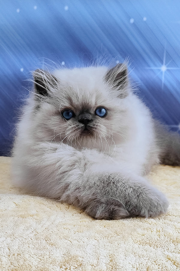 Leo | Persian Kitten