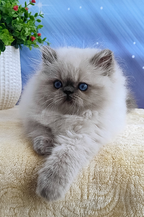 Leo | Persian Kitten