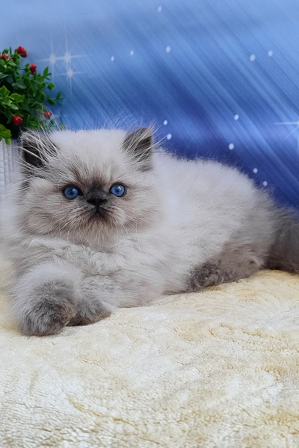 Leo | Persian Kitten